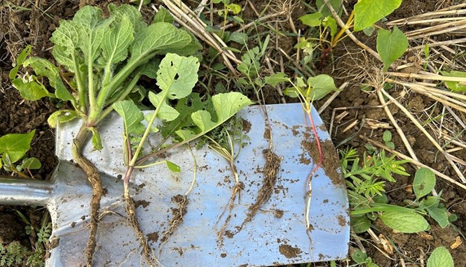 Cover crop roots on show.